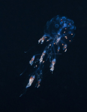 Siphonophore, Forskalia tholoides
