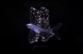 Tripodfish,Discoverichthys praecox larva