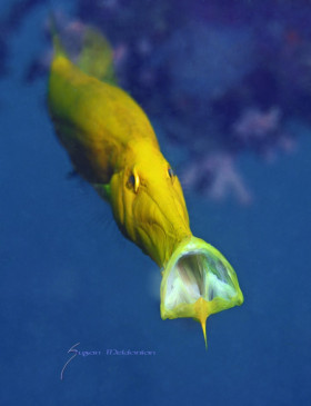 Trumpetfish playing his horn
