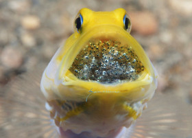 Yellowheaded Jawfish w Eggs