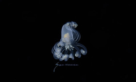 Anemone, Cerianthid anemone post larva