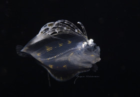 Flounder, Cyclopsetta fimbriata