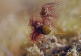Hairy Shrimp