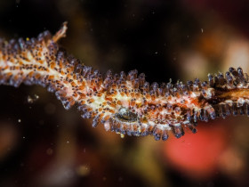 Damselfish Eggs
