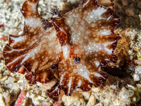 Nudibranch