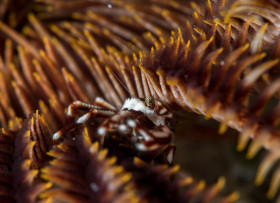 Crinoid Squat Lobster