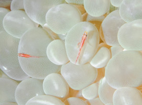Gobies on Bubble Coral
