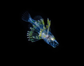 Larval Lionfish