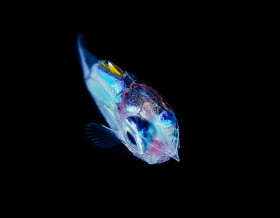 Larval Squirrelfish