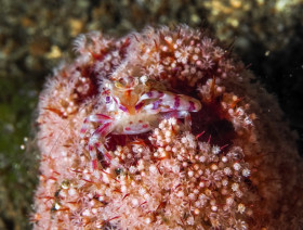 Soft Coral Porcelain Crab