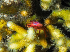 Coral Crab