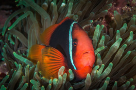Tomato Clown, Puerto Galera, Philippines