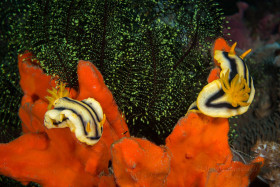 Chromadoris Joshi, Puerto Galera, Philippines
