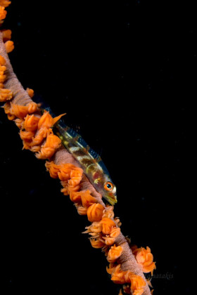Whip Coral Goby, Puerto Galera, Philippines