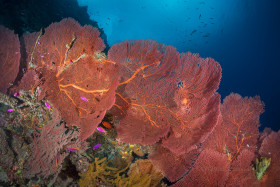 Cascading Fans, Solomon Islands