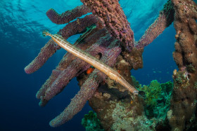 Criss-Cross Trumpet Fish, Bonaire