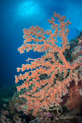Coral Lace, Solomon Islands