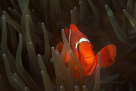 Curious Clown – Spine Cheek Clown, Solomon Islands