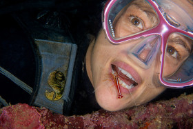 Dental Exam – Pacific Cleaner Shrimp, Solomon Islands