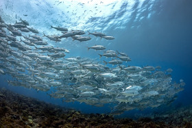 Follow the Leader – School of Jacks, Solomon Islands