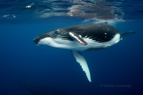 Got My Eye on You – Humpback Calf, Tonga