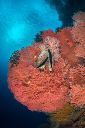 Great Ball of Fire, Solomon Islands