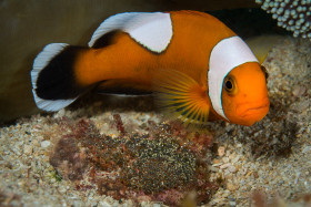 “Grumpy Mama” Saddleback Clown w/ Eggs, Puerto Galera, Philippines