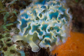 Lettuce Leaf Slug, Bonaire