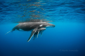 Mothers Love – Humpback with Calf, Tonga