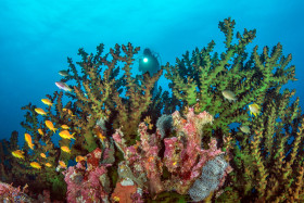 Mystery Diver, Solomon Islands