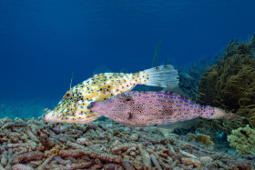 Ocean Love – Mating Scrawled Filefish, Bonaire