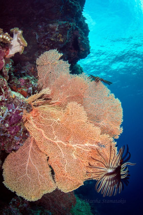Sea Fan with Crinoids, Solomon Islands