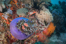 Pink Clowns in Anemone, Puerto Galera, Philippines