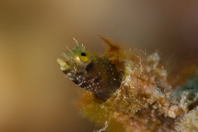The Sky is Falling – Secretary Blenny, Bonaire