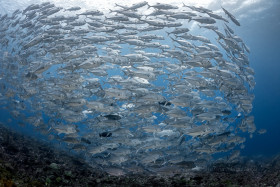Tornado – Schooling Jacks, Solomon Islands