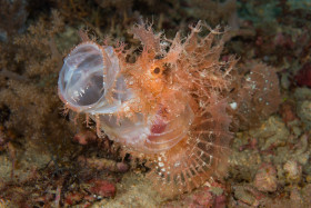 “Yawn” Weedy Scorpionfish – Chromodoris willani, Puerto Galera, Philippines