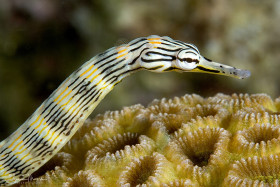 Pipefish