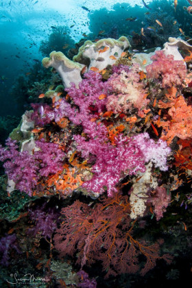Fiji Reef Scene