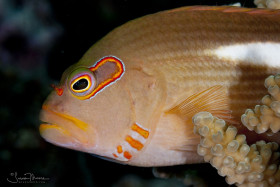 Arch Eyed Hawkfish