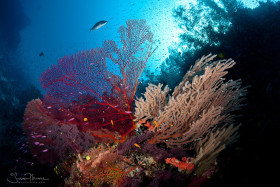 Fiji Reef Scene