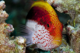 Freckeled Hawkfish