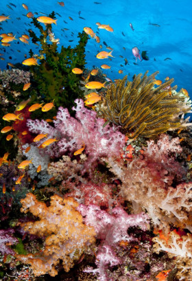 Fiji Reef Scene