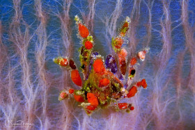 Cryptic Teardrop Crab on Azure Vase Sponge