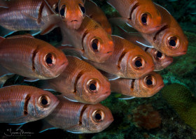 Black-barred Soldier Fish, St. Vincent.