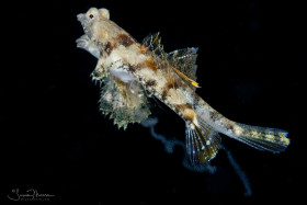 Lancer Dragonets spawing in mid water. You can see the eggs being released. Lake Worth Lagoon, Florida. © Susan Mears, All Rights Reserved.