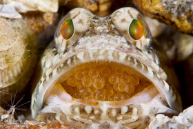 Male Dusky Jawfish incubating newly laid eggs. Lake Worth Lagoon, Florida. © Susan Mears, All Rights Reserved.