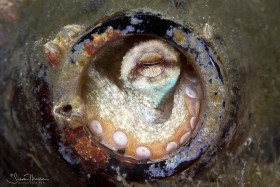 Small octopus using a beer bottle as a home. Lake Worth Lagoon, Florida. © Susan Mears, All Rights Reserved.