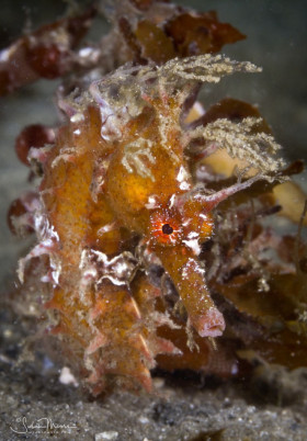 Orange seahorse clinging to sargassum seaweed. Lake Worth Lagoon, Florida. © Susan Mears, All Rights Reserved.