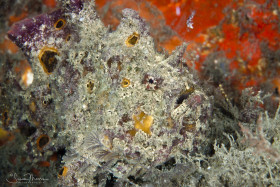 Longlure Frogfish. Lake Worth Lagoon, Florida. © Susan Mears, All Rights Reserved.