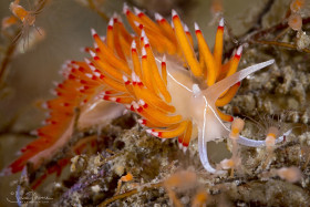"Flabellina vertas" nudibranch